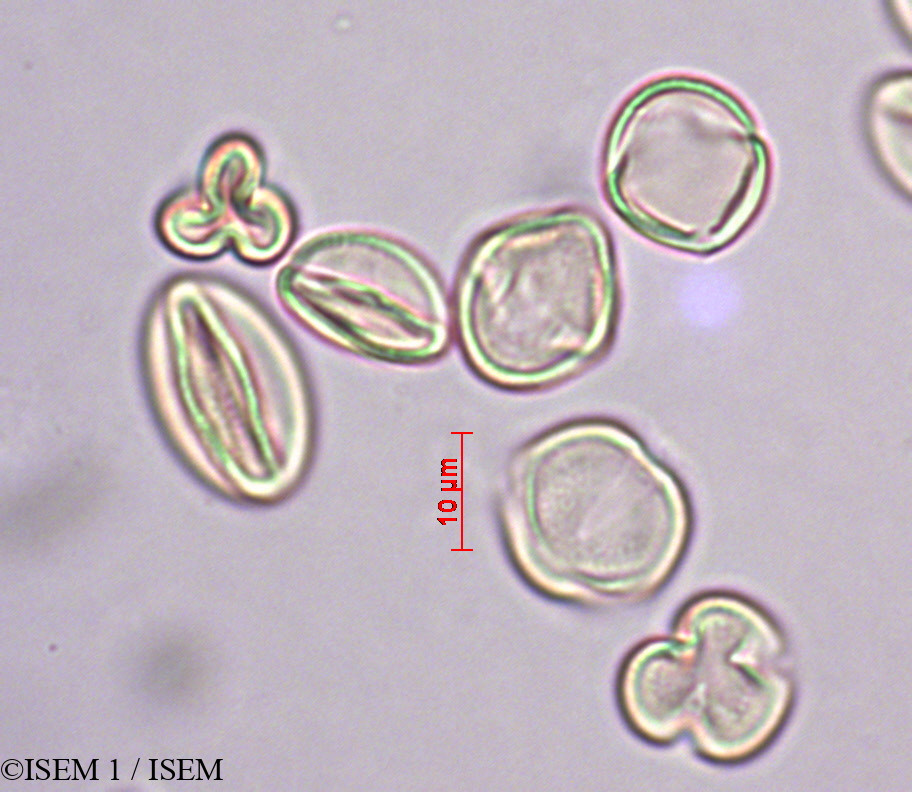 ISEM 1/Philadelphus_coronarius_27888/Philadelphus_coronarius_27888_0001(copy).jpg